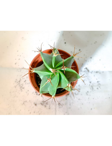 Astrophytum Ornatum SP (sin...