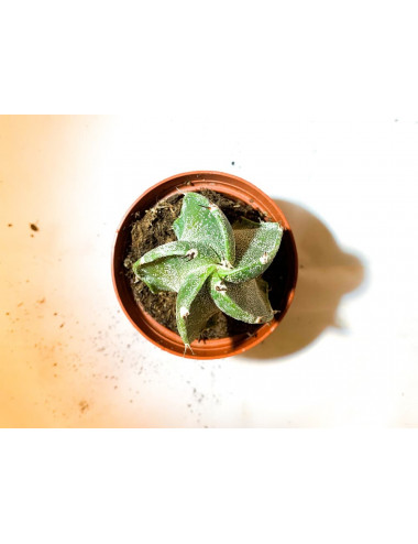 Astrophytum Ornatum SP