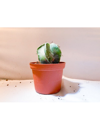 Astrophytum Ornatum SP