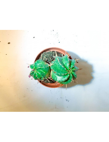 Euphorbia Meloformis
