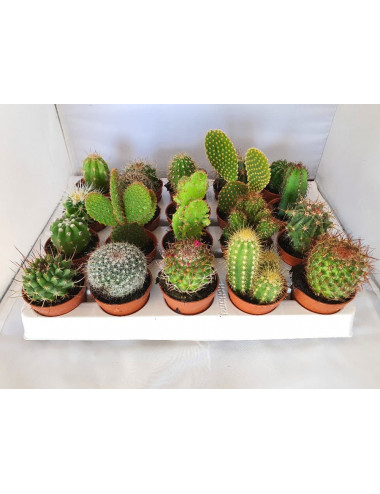 Cactus Mix Tray Ø5,5cm