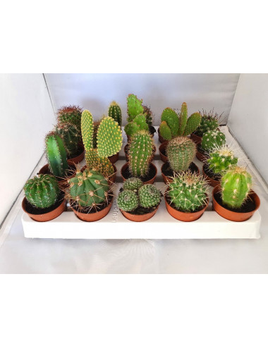 Cactus Mix Tray Ø5,5cm