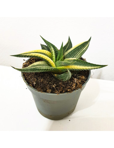 Haworthia Limifolia Twister...