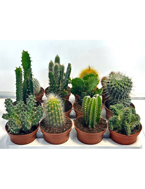 Bandeja Cactus Mix Ø7,5cm