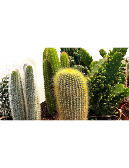 Bandeja Cactus Mix Ø10,5cm
